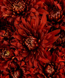Cushion Poms