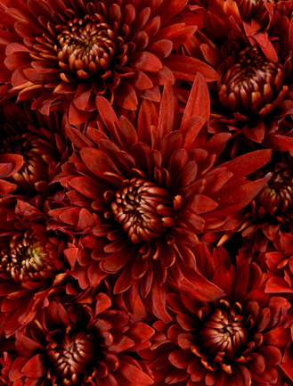 Cushion Poms
