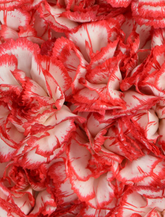 Mini Carnations