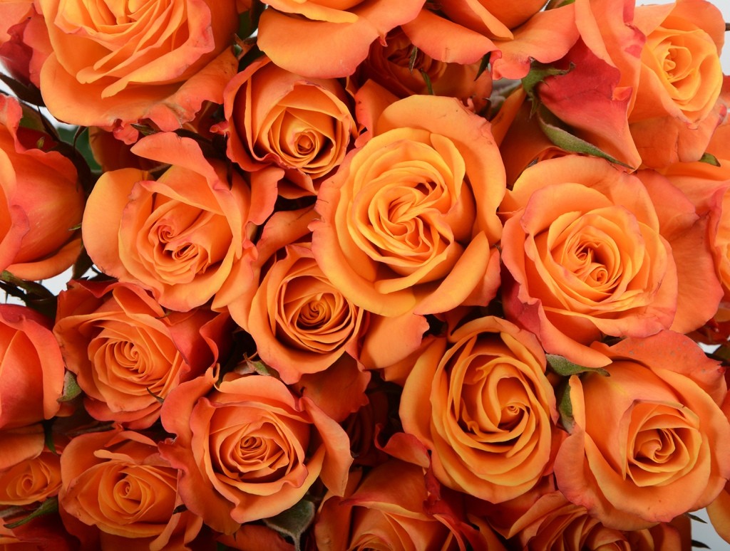 Spray Roses