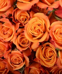 Spray Roses