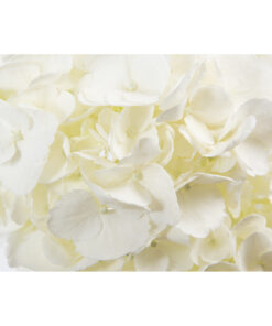 Hydrangeas