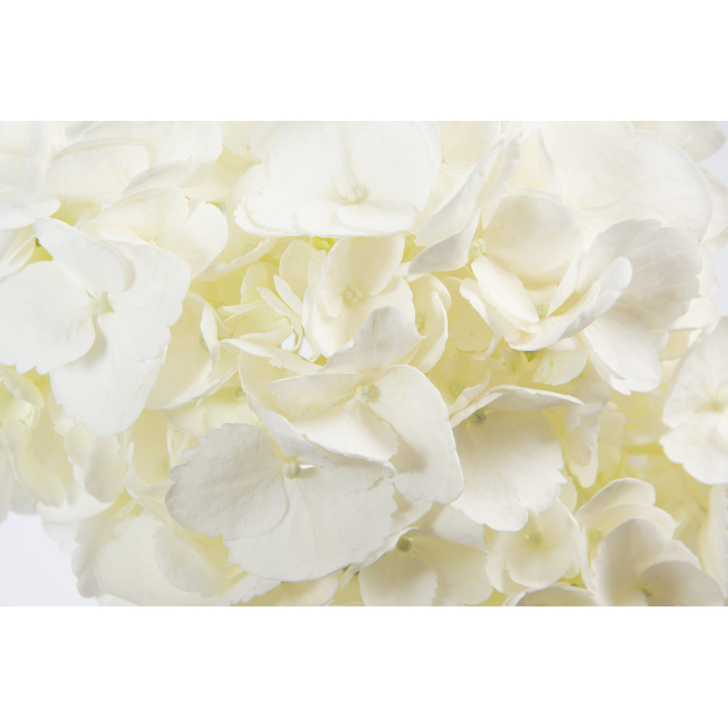 Hydrangeas