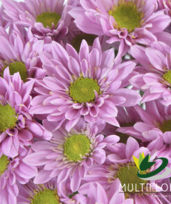 Daisy Poms