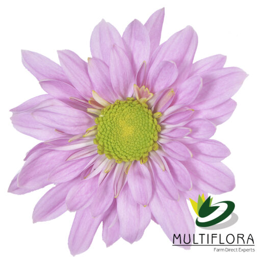 multiflora.com adele adele 2