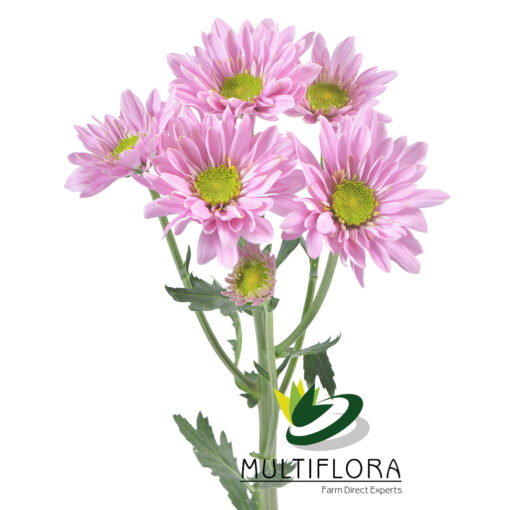 multiflora.com adele adele 3
