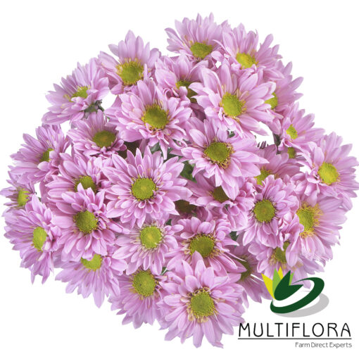 multiflora.com adele adele 4