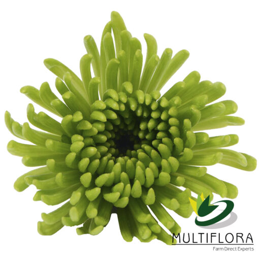 multiflora.com aldia aldia 2