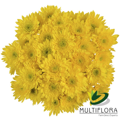 multiflora.com amaris amaris 2