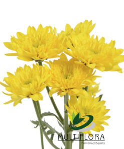 multiflora.com amaris amaris 4