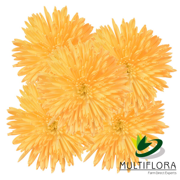 multiflora.com apricot everyday spider muns apricot 2