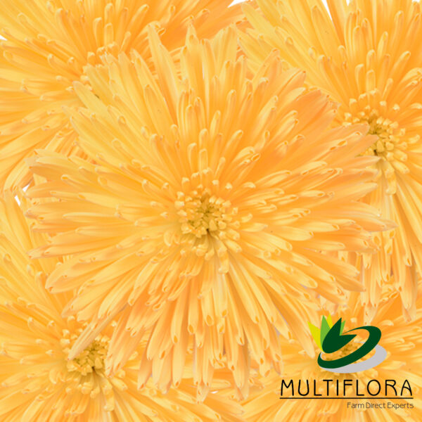 multiflora.com apricot everyday spider muns apricot 4