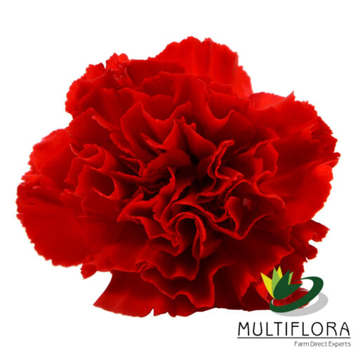 multiflora.com aragon 3