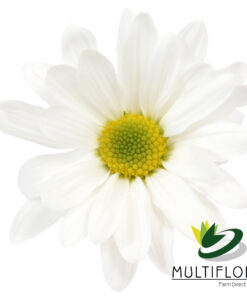 multiflora.com atlantis atlantis 4