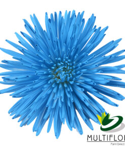 multiflora.com azure everyday spider muns azure 1