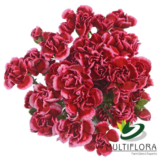 multiflora.com berry 2