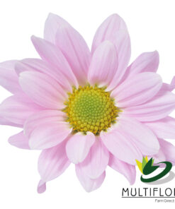 multiflora.com blossom blossom 3