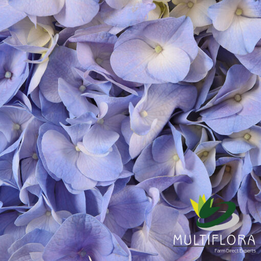 multiflora.com blue 1