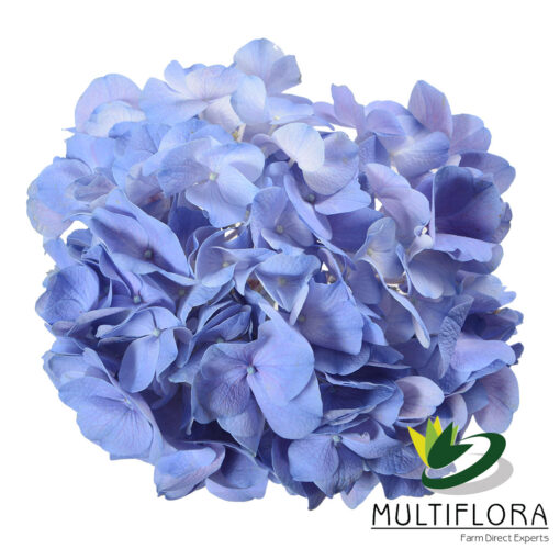 multiflora.com blue 2