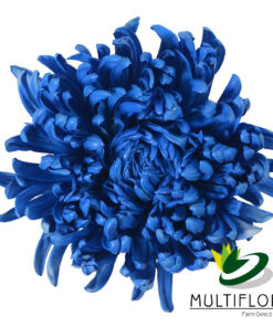 multiflora.com blue blue 1