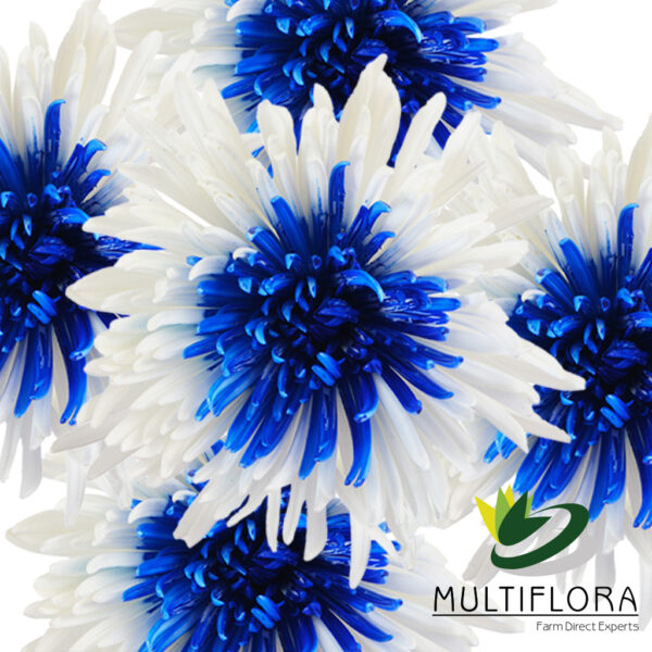multiflora.com blue centered spider patriotic holiday blue centered 2