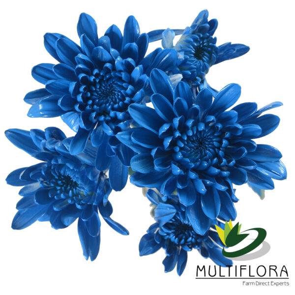 multiflora.com blue tinted blue tinted 3