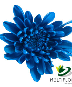 multiflora.com blue tinted blue tinted 4
