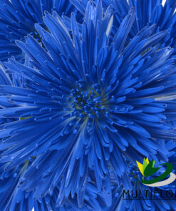 multiflora.com blue tinted spider formato web logo multiflora.