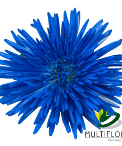 multiflora.com blue tinted spider patriotic holidays spider muns blue 1 1