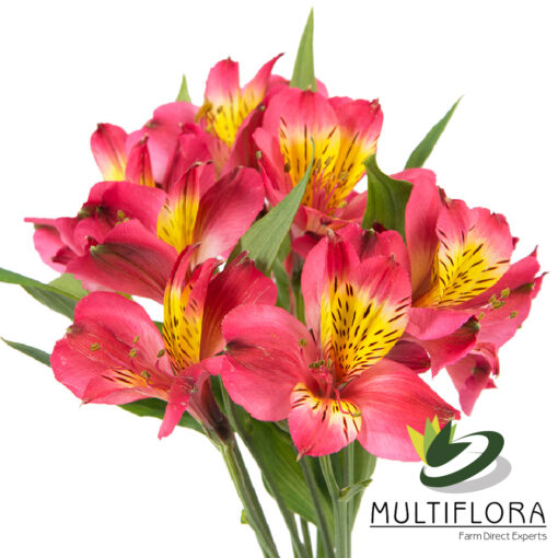 multiflora.com bordeaux bordeaux 1