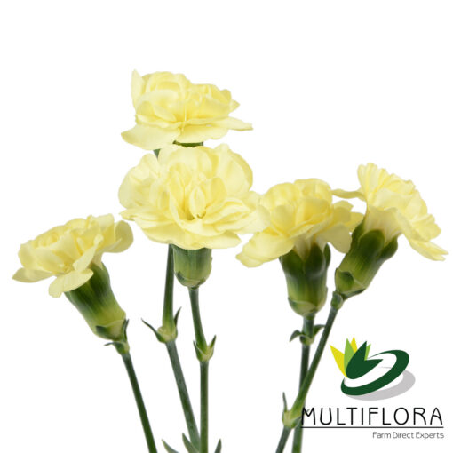 multiflora.com caesar 3