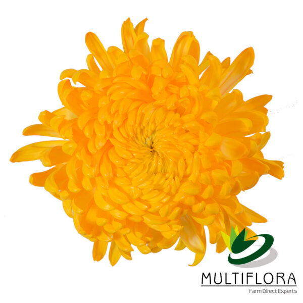 multiflora.com canary yellow canary yellow