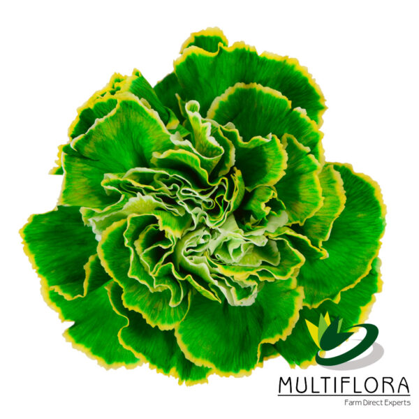 multiflora.com carnation lime green carnation lime green