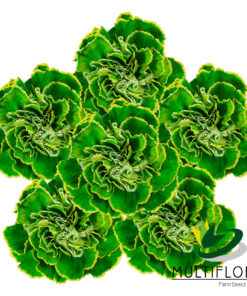 multiflora.com carnation lime green carnation lime green group