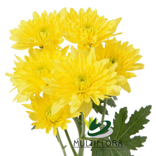 multiflora.com champange yellow cy 1