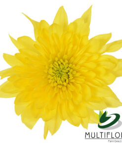 multiflora.com champange yellow cy 2