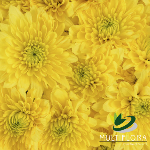 multiflora.com champange yellow cy 4