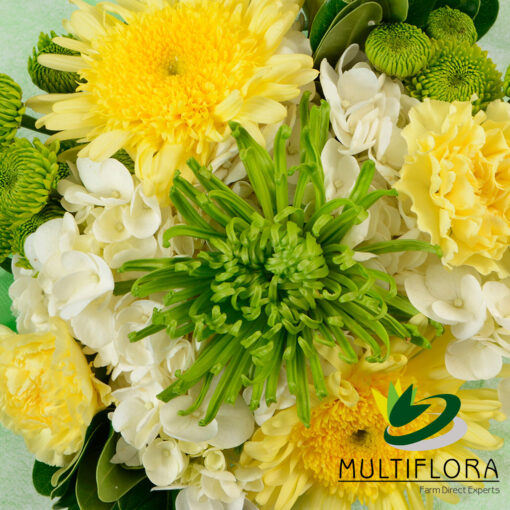 multiflora.com charmy bqt charmy bqt1