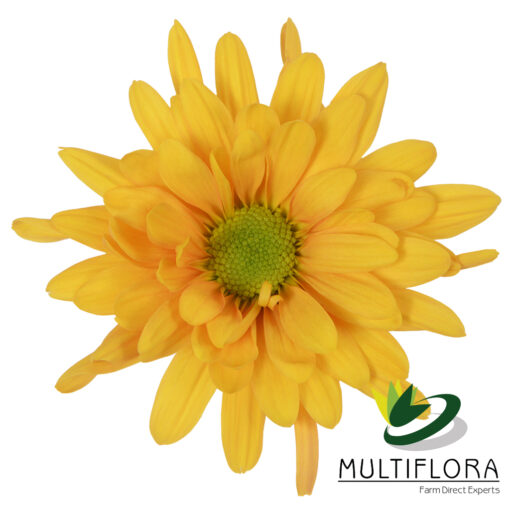 multiflora.com choice choice 4