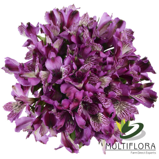 multiflora.com clarice clarice 2