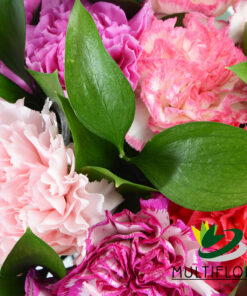 multiflora.com clustered carnations clustered carnations1