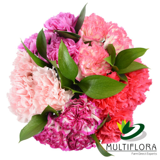 multiflora.com clustered carnations clustered carnations3