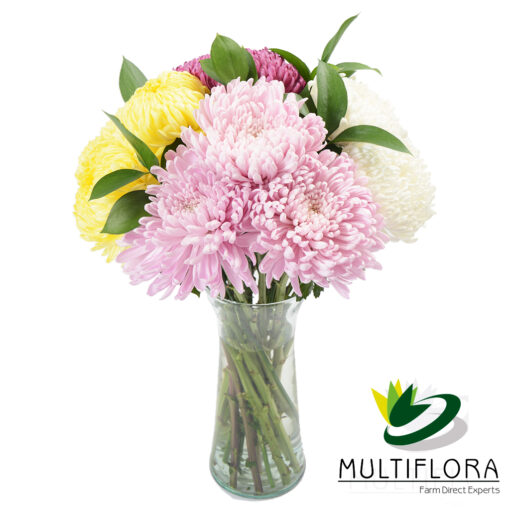 multiflora.com clustered mums clustered mums2