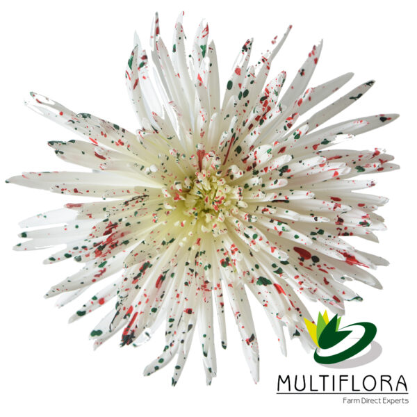 multiflora.com confetti confetti 1
