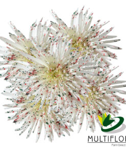multiflora.com confetti confetti 2