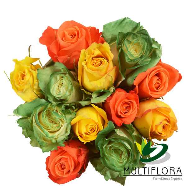 multiflora.com consumer st patricks roses consumer st patricks roses 1