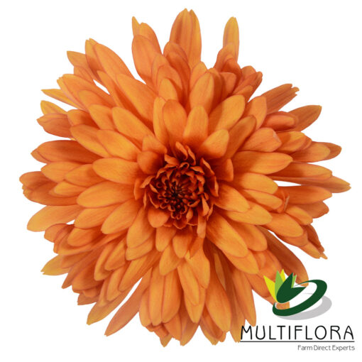 multiflora.com cooper 1