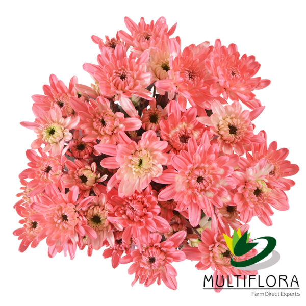 multiflora.com cushion light pink cushion light pink 1