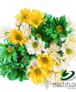 multiflora.com daisy tricolor st patrick st.patricks day tinted mix 1
