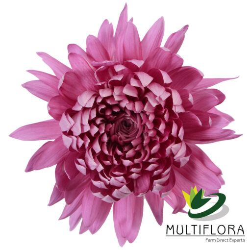 multiflora.com dark carina 1